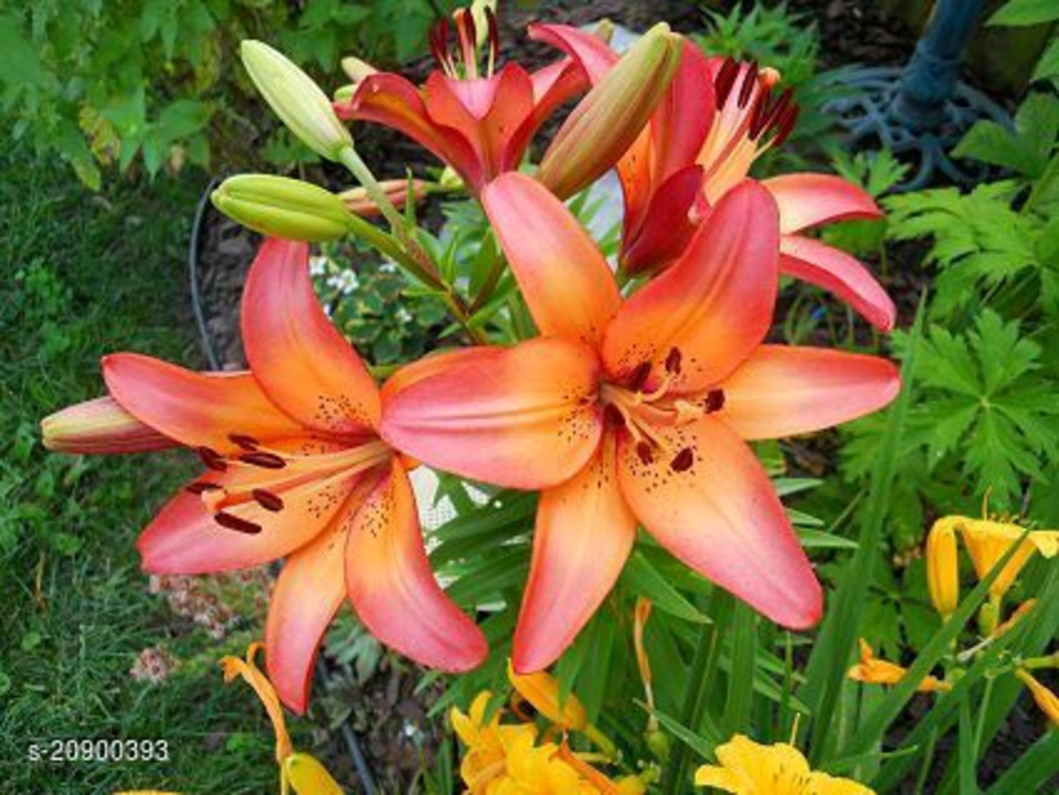 Lilly original seeds  uploaded by business on 8/7/2022