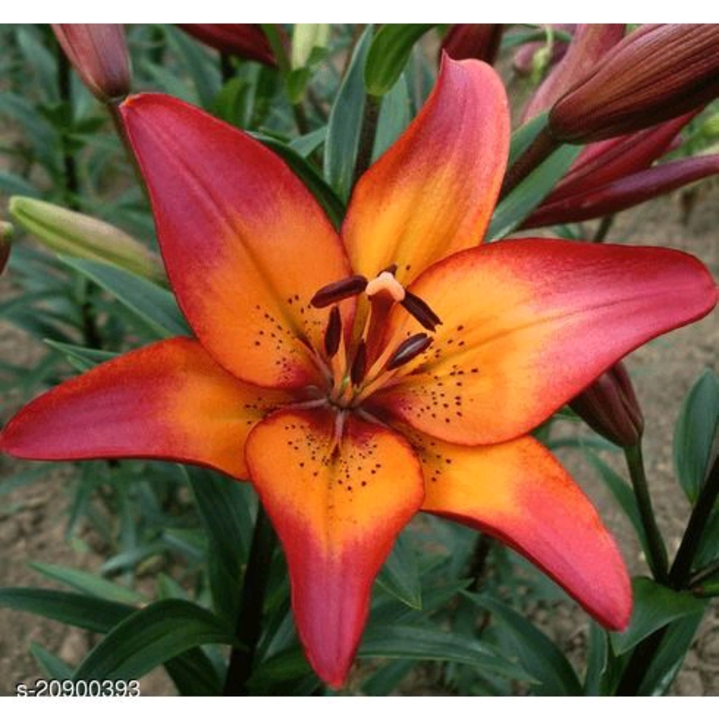 Lilly original seeds uploaded by business on 8/7/2022