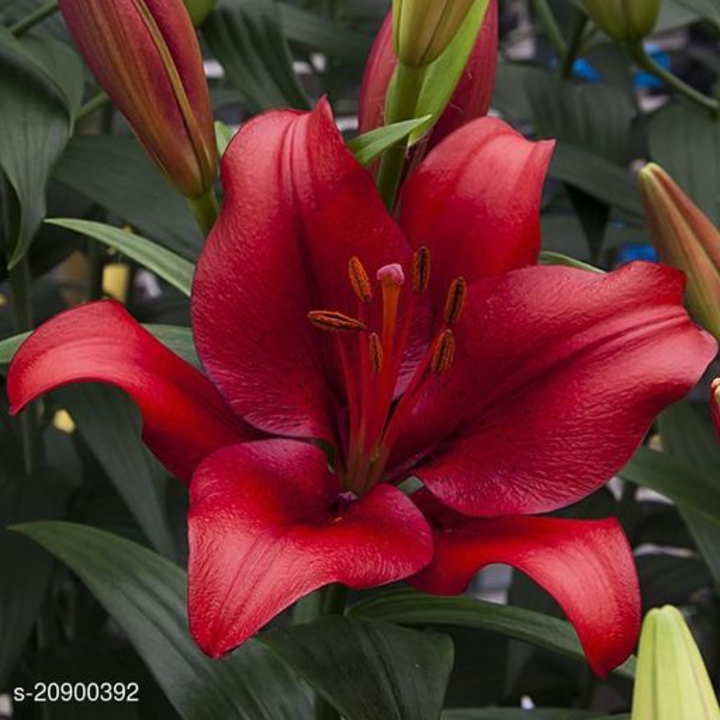 Lilly flower seeds uploaded by business on 8/7/2022