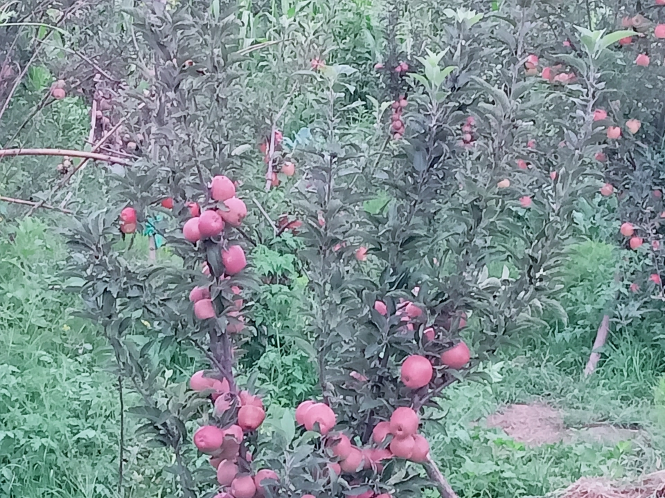 Kashmiri apples uploaded by NINETY9 KASHMIR on 8/11/2022