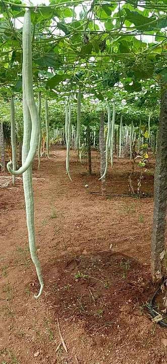 Snake gourd uploaded by business on 11/24/2020