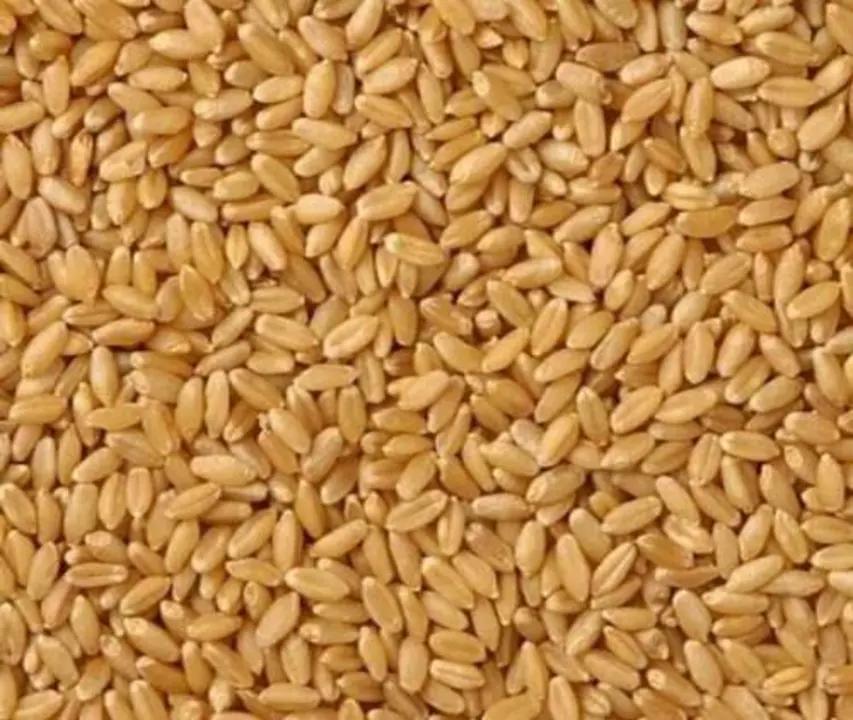 Wheat ( gehu ) organic and non organic दोनों उपलब्ध हैं  uploaded by Patel Traders on 8/13/2022