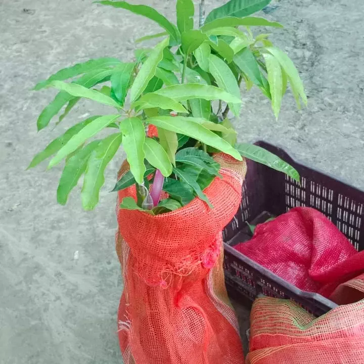 Arunika mango plant uploaded by business on 9/2/2022