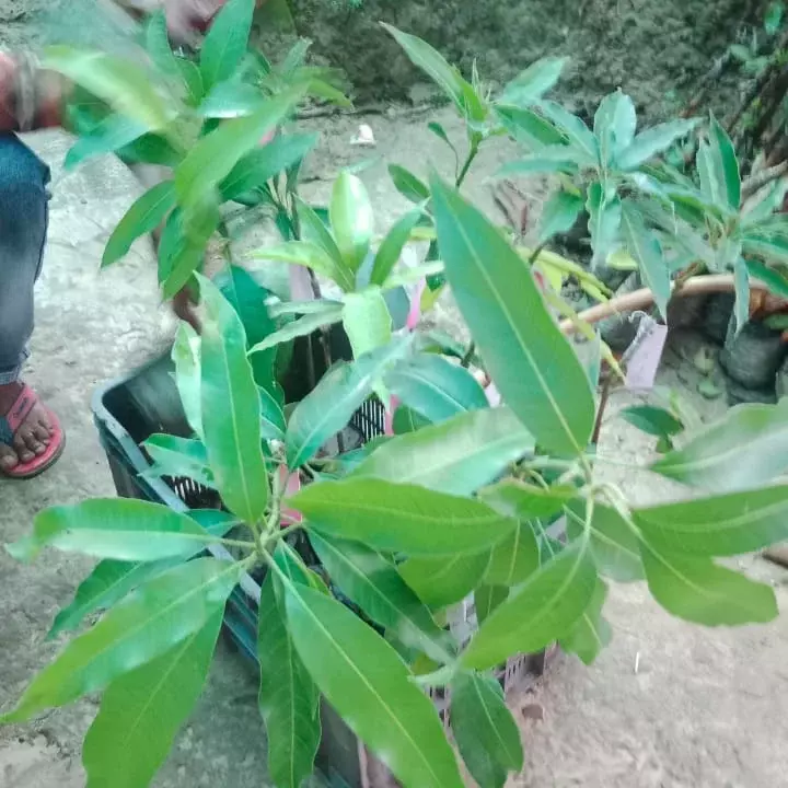 Ambika mango plant uploaded by MF PLANT NURSERY on 9/3/2022