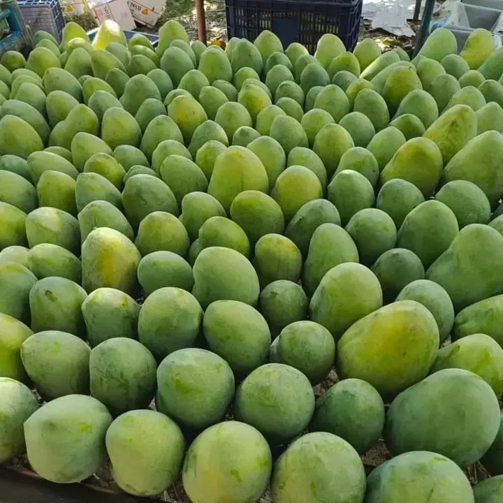 Ambika mango plant uploaded by business on 9/3/2022