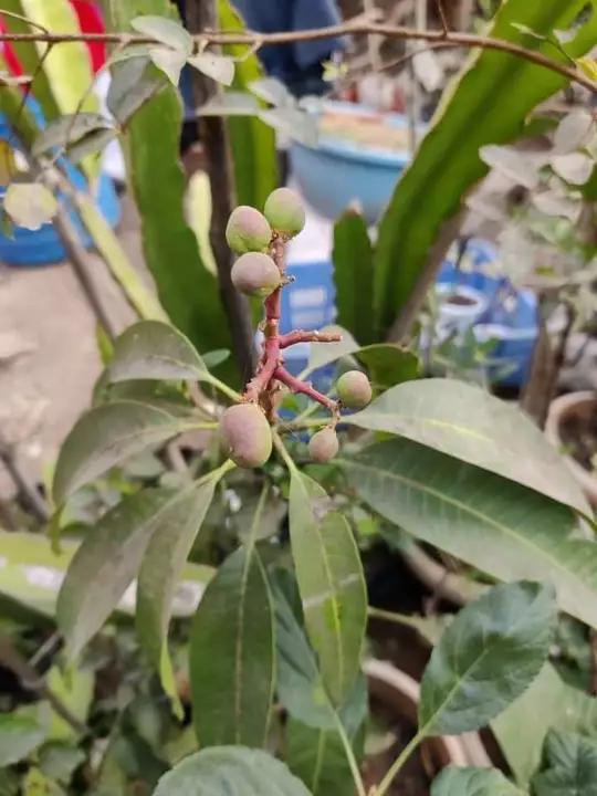 Malika mango plant uploaded by MF PLANT NURSERY on 9/3/2022