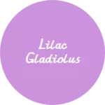 Business logo of Lilac Gladiolus