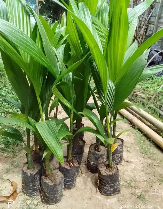 Areca nut plants uploaded by business on 9/27/2022