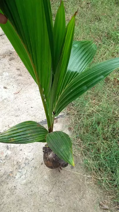 Coconut plants  uploaded by business on 9/27/2022