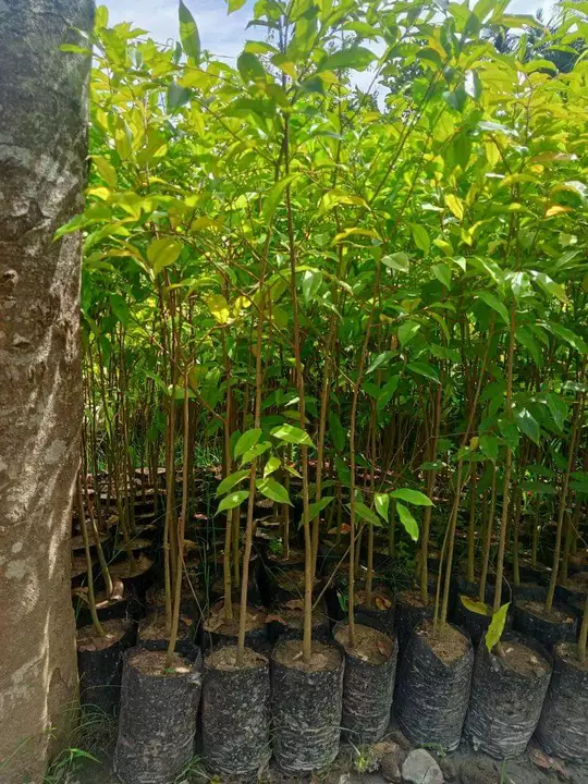 Agar wood plants  uploaded by NESIBUR RAHAMAN BARBHUYAN on 9/27/2022