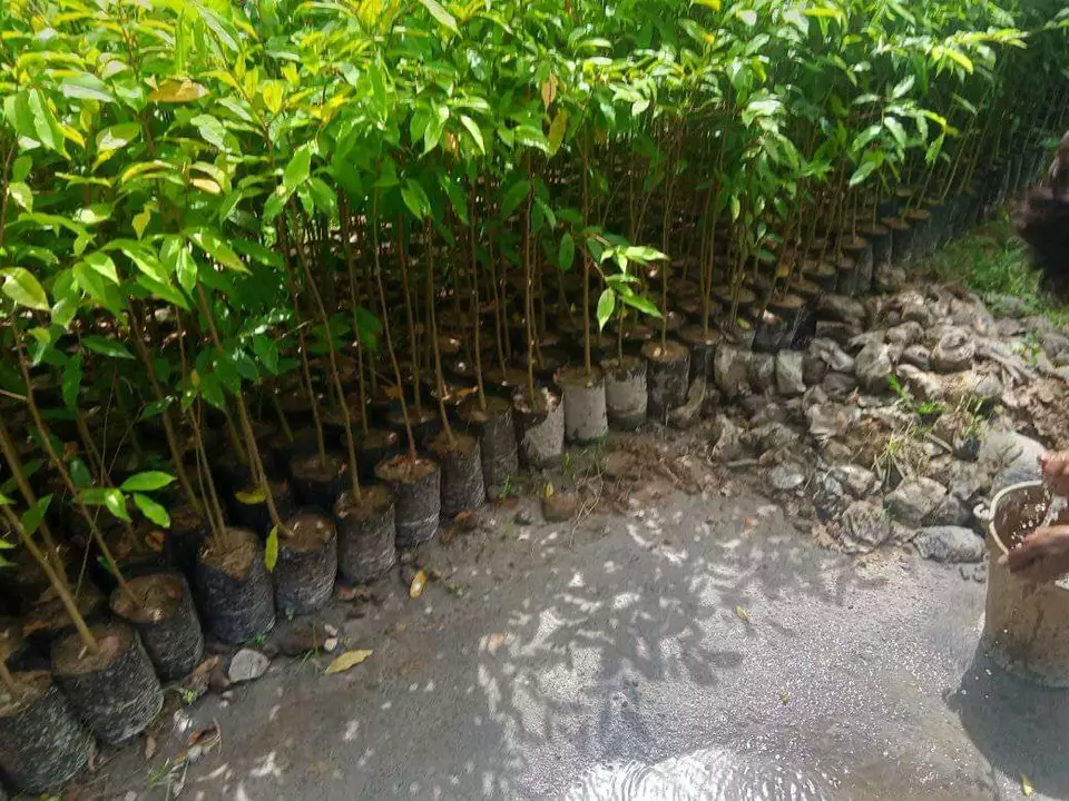 Agar wood plants  uploaded by NESIBUR RAHAMAN BARBHUYAN on 9/27/2022