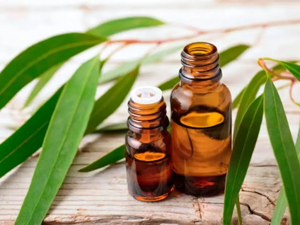 Eucalyptus Essential Oil uploaded by business on 10/6/2022