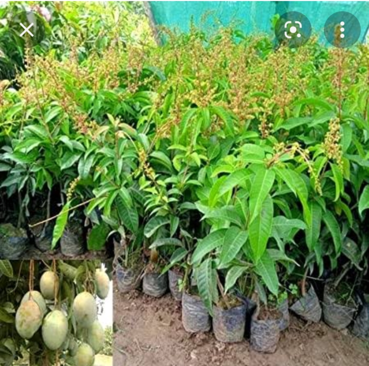 All time mango plant uploaded by Farana Nursery on 10/6/2022