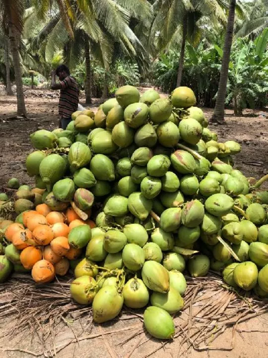 Green Coconut  uploaded by ODISHA FARMER PRODUCERS MARKET on 10/15/2022