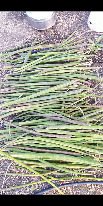 Organic drumstick uploaded by business on 1/12/2021