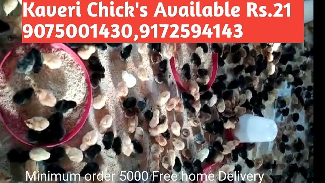 Kaveri Poultry Chick's Supplier uploaded by business on 1/12/2021