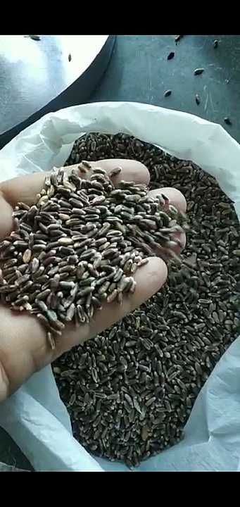 Organic Black Wheat काळा गहू uploaded by business on 1/12/2021