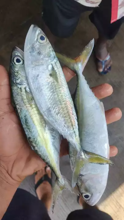 Fresh fish uploaded by Moon star sea food on 10/28/2022