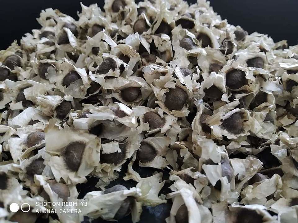 Moringa seed uploaded by business on 1/16/2021