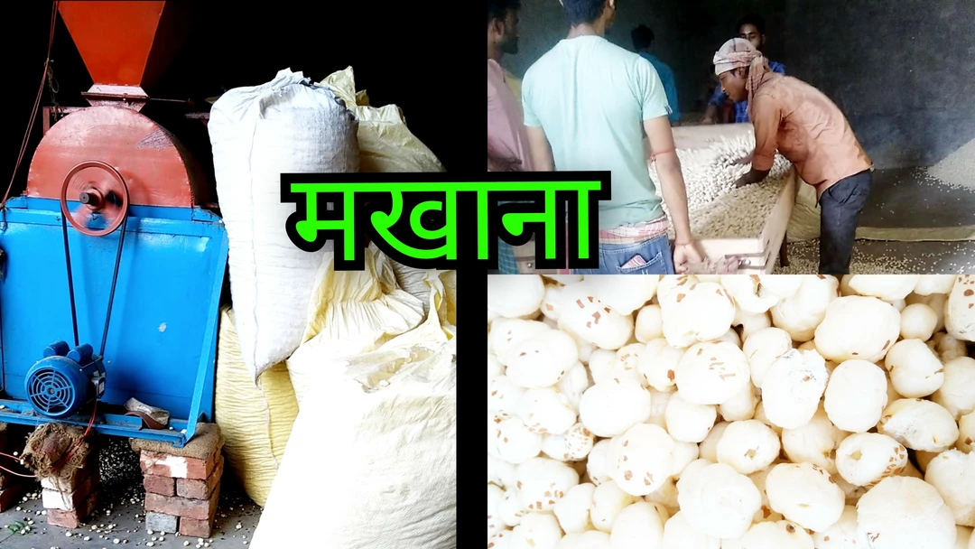 Factory Store Images of Makhana