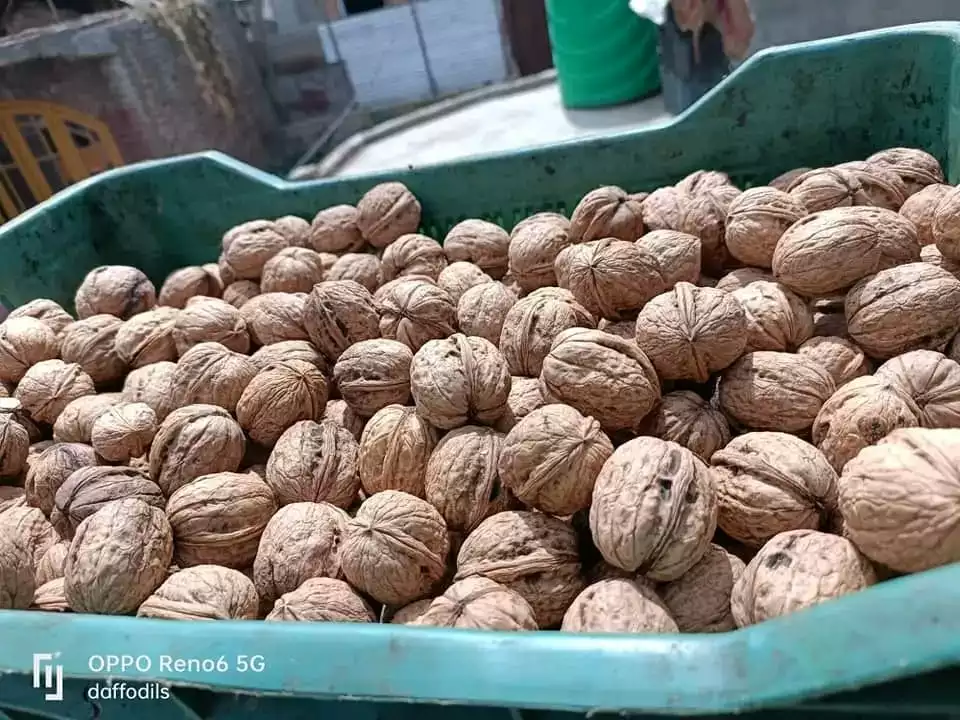 Kashmiri walnut inshell uploaded by Pyramid traders on 11/11/2022