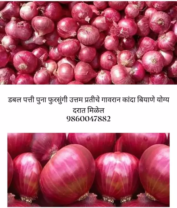 Onion, pomegranate, papaya, custard apple uploaded by Sunushaagro farmer producer company on 11/12/2022