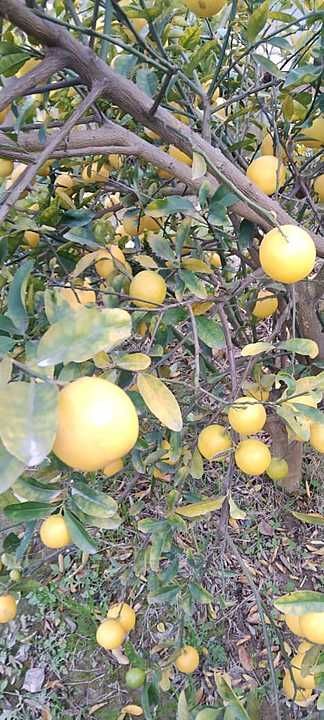Kinnu orange mango banana uploaded by KANIKA FRUIT SUPPLIER on 1/23/2021