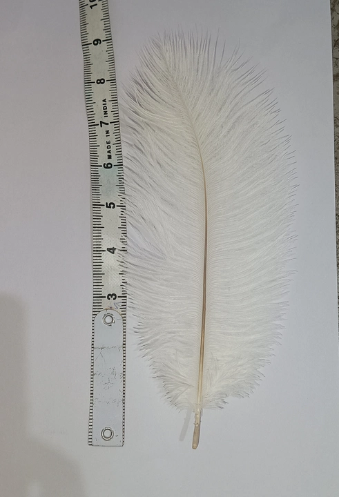 Product image of Ostrich feather, ID: ostrich-feather-640a6b6e