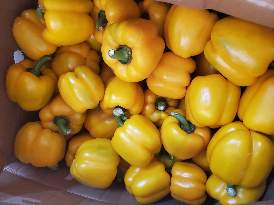 Red yellow capsicum uploaded by Red Yellow Imported Exotic Vegetables on 12/8/2022