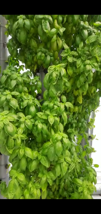 Basil leavs uploaded by Red Yellow Imported Exotic Vegetables on 12/11/2022