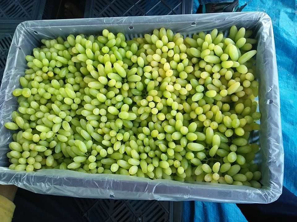 Grapes uploaded by Riddhi Siddhi Agro products on 2/1/2021