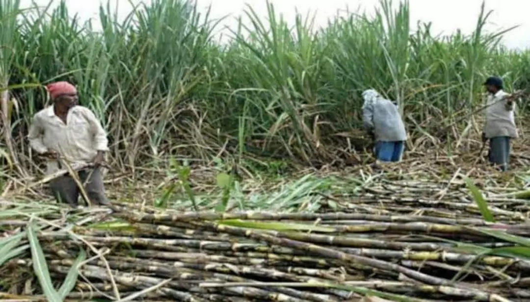 Amijon sugarcane  uploaded by Amijon on 12/15/2022