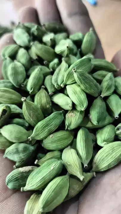 Post image Fresh natural green cardamom 8.5 mm bold 
Cash on delivery available 
Shipping free
All india delivery