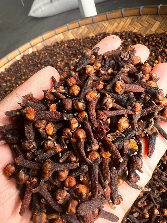 CLOVES uploaded by PACIFIC INTERNATIONALS on 12/19/2022