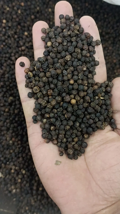 Black pepper bold uploaded by PACIFIC INTERNATIONALS on 12/19/2022