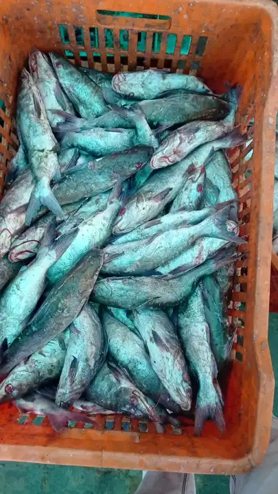 Khagi fish medium  uploaded by business on 12/23/2022