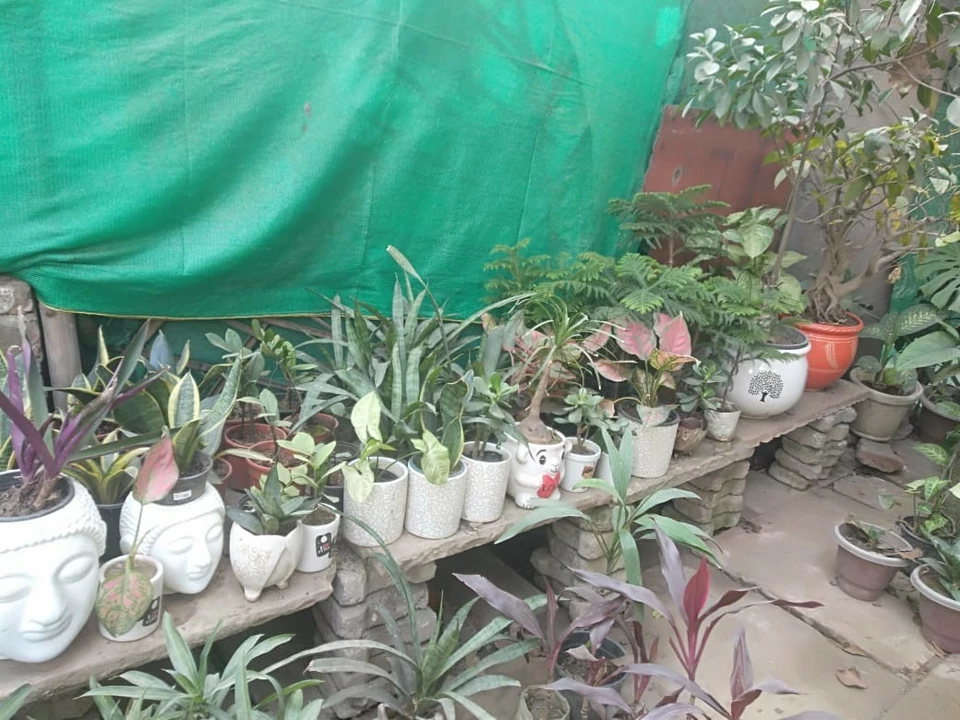 Factory Store Images of Shiv poonam nursery