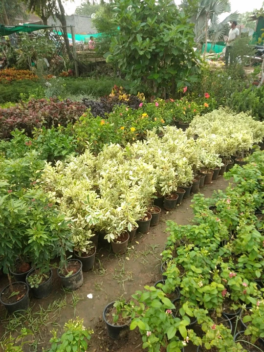 Warehouse Store Images of Shiv poonam nursery