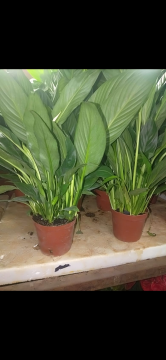 Product uploaded by Shiv poonam nursery on 12/26/2022