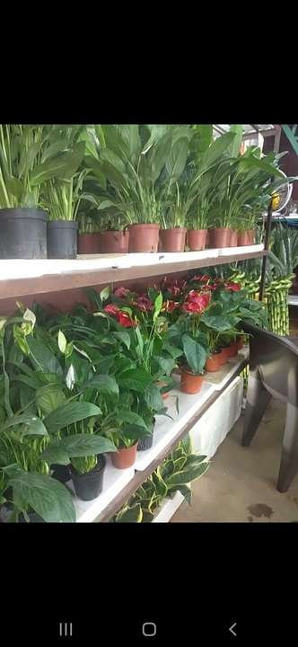 Product uploaded by Shiv poonam nursery on 12/26/2022
