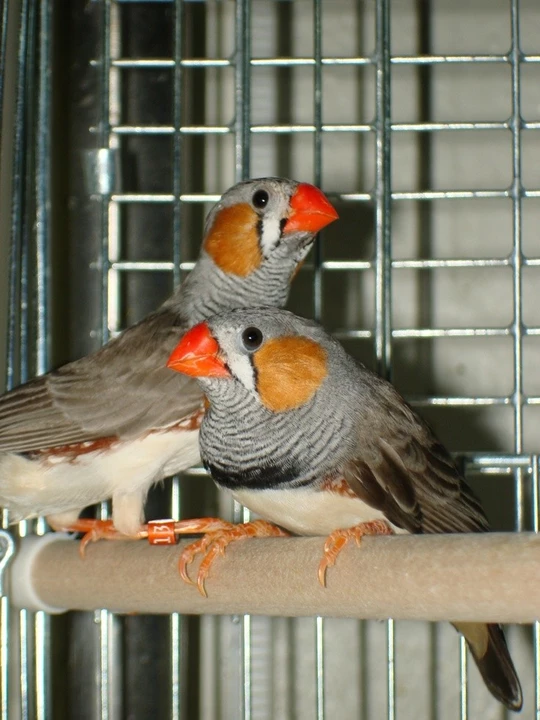 Zebra finch  uploaded by Saiyed fishes on 12/31/2022