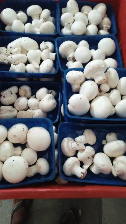 Fresh mushroom uploaded by Red Yellow Imported Exotic Vegetables on 1/1/2023