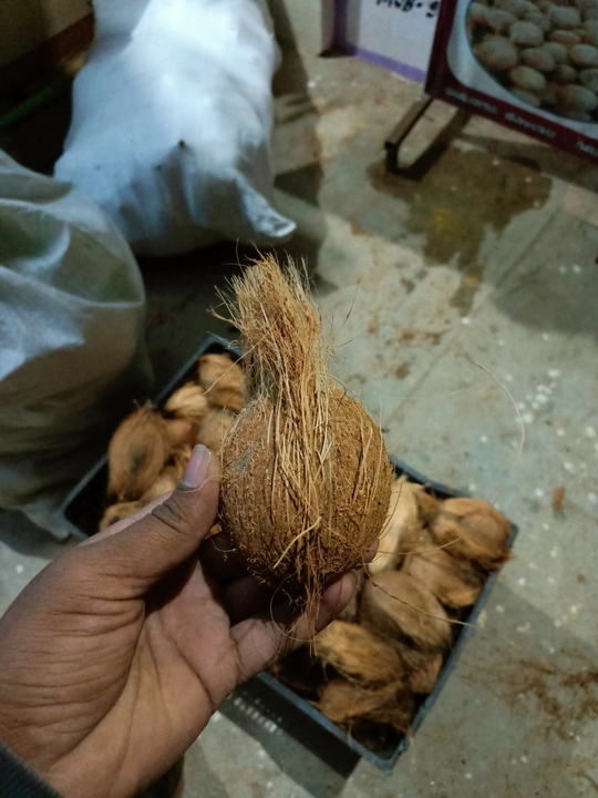 Coconut uploaded by Sri Srinivasa on 1/2/2023