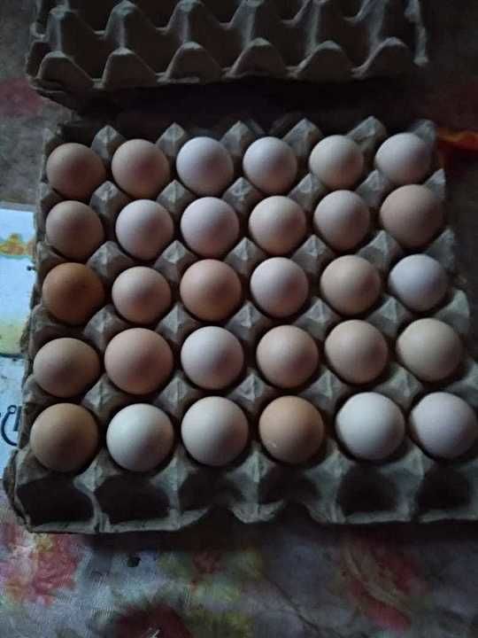 Country chicken egg uploaded by business on 7/4/2020