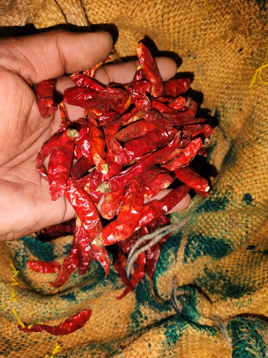 Red chili Teja uploaded by SD Food Products on 1/6/2023