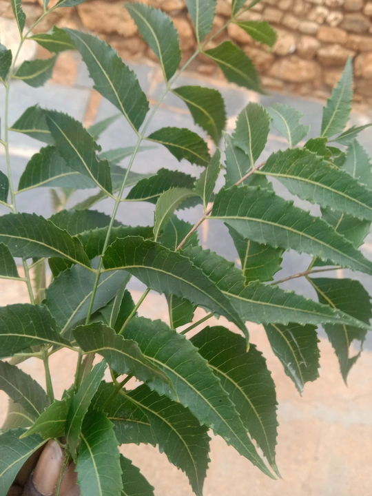 Fresh Green NEEM LEAVEES [ T-cut] uploaded by business on 1/7/2023