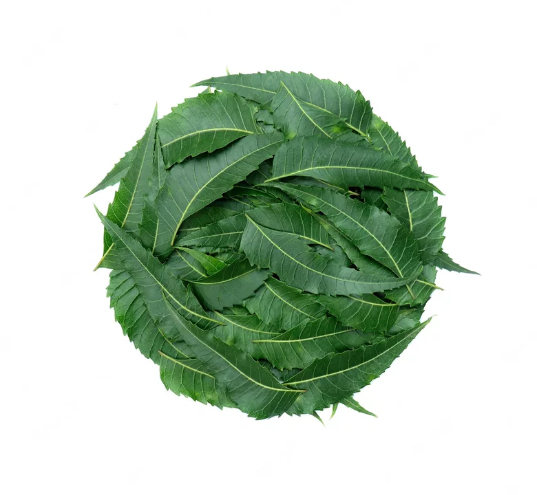 Neem fresh green leavees  uploaded by business on 1/7/2023