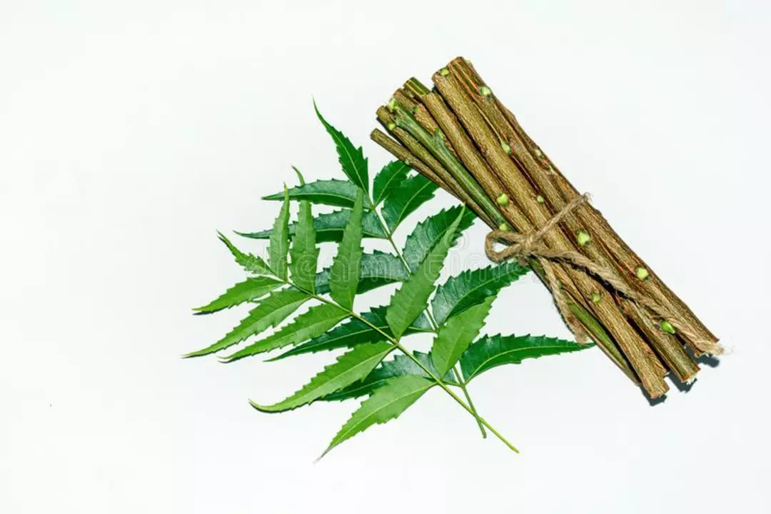 Green Neem sticks  uploaded by Former pharmacy pvt ltd on 1/7/2023