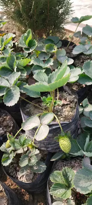 Strawberry 🍓 plants  uploaded by Shiv poonam nursery on 1/7/2023