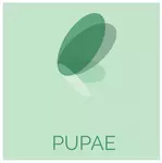 Business logo of Pupae Studio